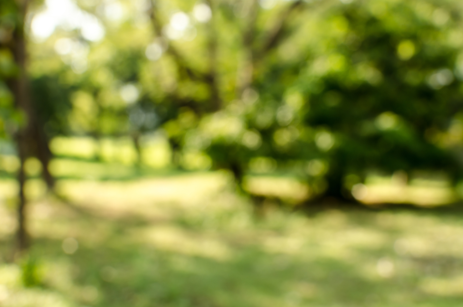 Green garden blurred background